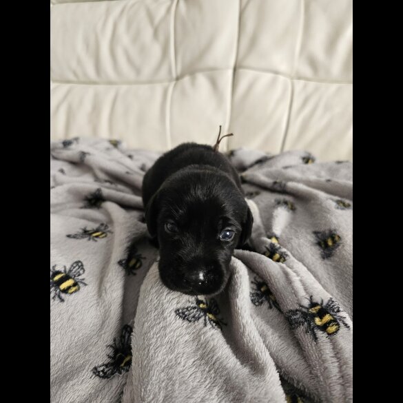 Labrador Retriever - Both