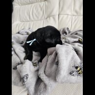 Labrador Retriever - Both