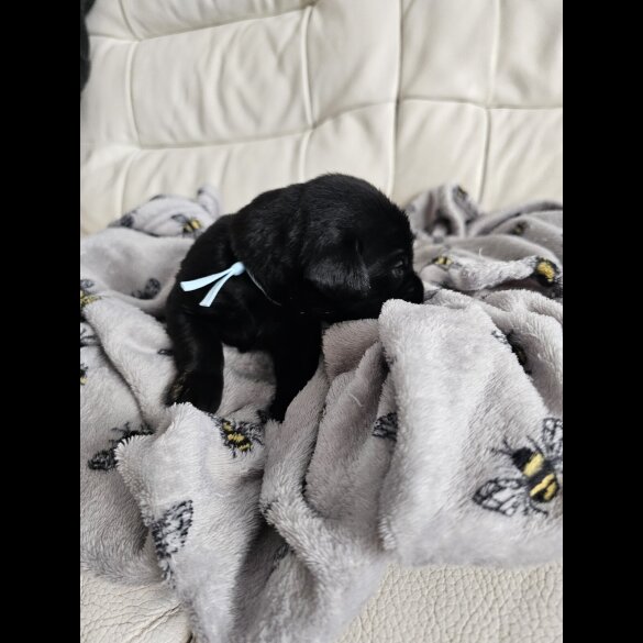 Labrador Retriever - Both