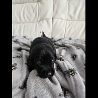 Labrador Retriever - Both