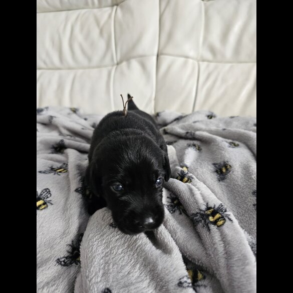 Labrador Retriever - Both