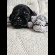 Labrador Retriever - Both