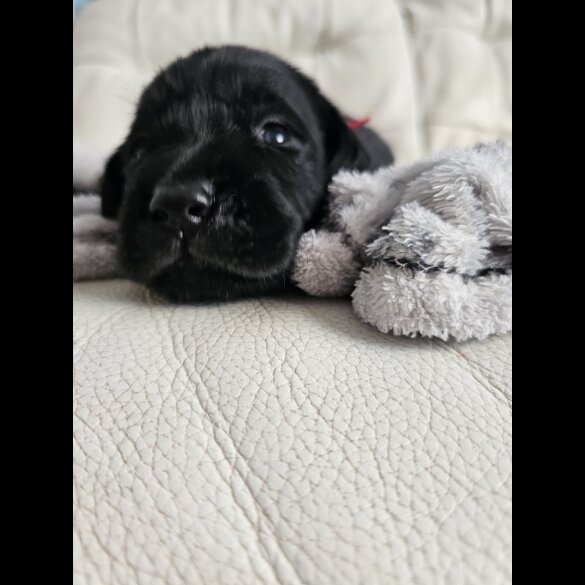 Labrador Retriever - Both