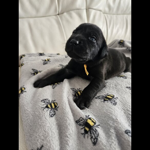 Labrador Retriever - Both
