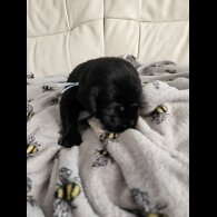 Labrador Retriever - Both