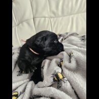 Labrador Retriever - Both