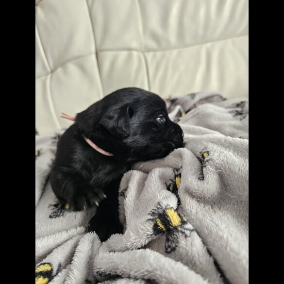 Labrador Retriever - Both