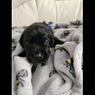 Labrador Retriever - Both