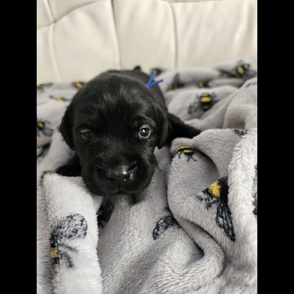 Labrador Retriever - Both