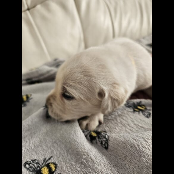 Labrador Retriever - Both