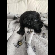 Labrador Retriever - Both