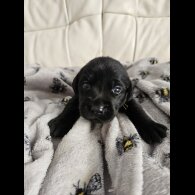 Labrador Retriever - Both