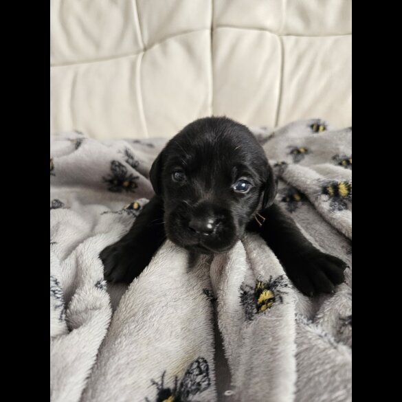 Labrador Retriever - Both