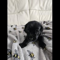 Labrador Retriever - Both