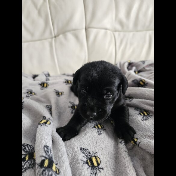 Labrador Retriever - Both