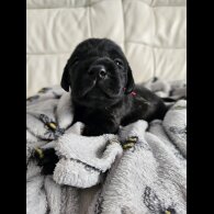 Labrador Retriever - Both