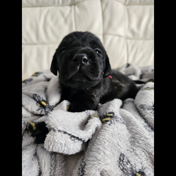 Labrador Retriever - Both