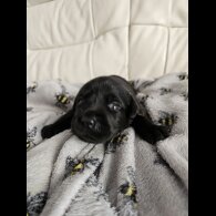 Labrador Retriever - Both