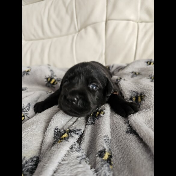 Labrador Retriever - Both