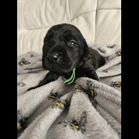 Labrador Retriever - Both