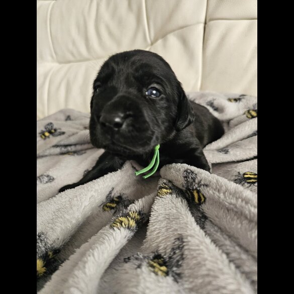 Labrador Retriever - Both