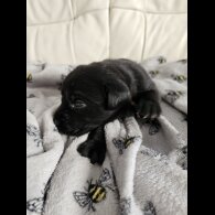 Labrador Retriever - Both