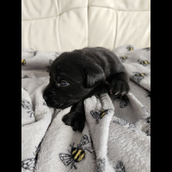 Labrador Retriever - Both