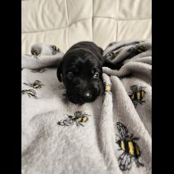 Labrador Retriever - Both
