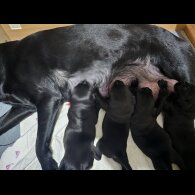 Labrador Retriever - Both