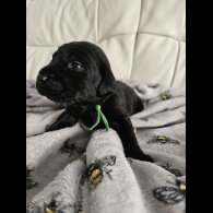 Labrador Retriever - Both