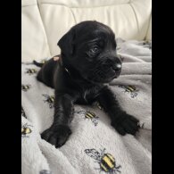 Labrador Retriever - Both