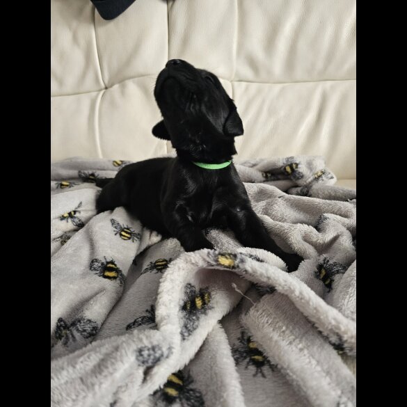 Labrador Retriever - Both