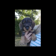 Dachshund (Standard &amp; Miniature) - Both