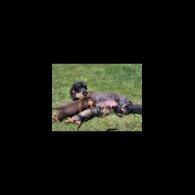 Dachshund (Standard &amp; Miniature) - Both