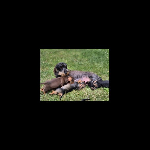 Dachshund (Standard &amp; Miniature) - Both