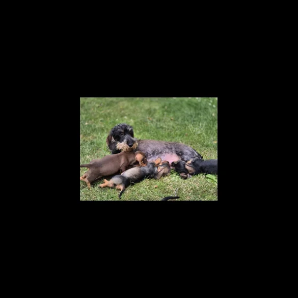 Dachshund (Standard &amp; Miniature) - Both