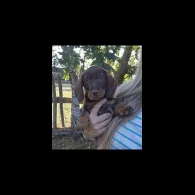 Dachshund (Standard &amp; Miniature) - Both