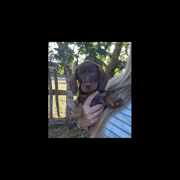 Dachshund (Standard &amp; Miniature) - Both