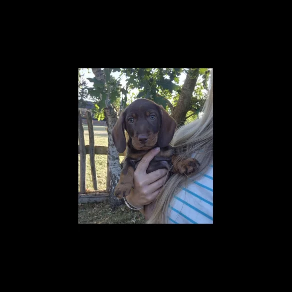 Dachshund (Standard &amp; Miniature) - Both