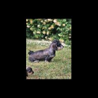 Dachshund (Standard &amp; Miniature) - Both