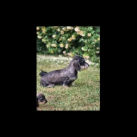 Dachshund (Standard &amp; Miniature) - Both