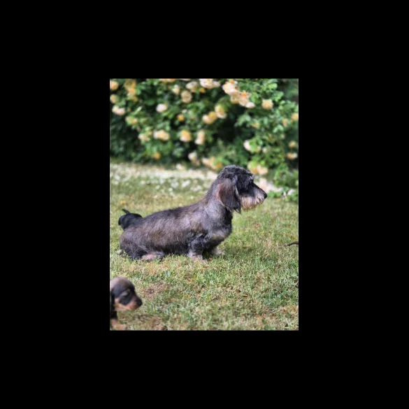 Dachshund (Standard &amp; Miniature) - Both