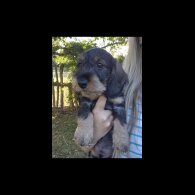 Dachshund (Standard &amp; Miniature) - Both