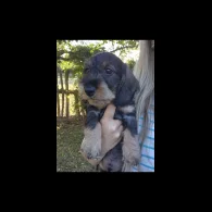 Dachshund (Standard &amp; Miniature) - Both