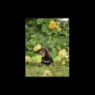 Dachshund (Standard &amp; Miniature) - Both