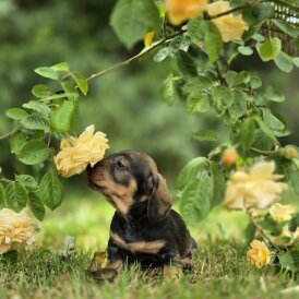 Dachshund (Standard &amp; Miniature) - Both