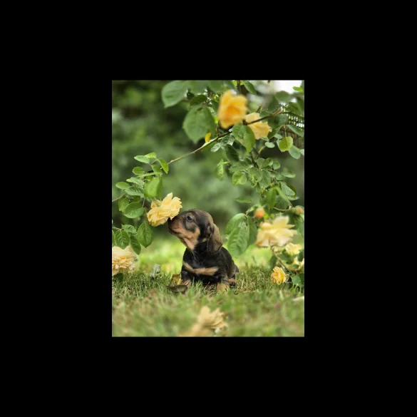 Dachshund (Standard &amp; Miniature) - Both