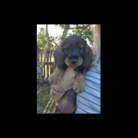 Dachshund (Standard &amp; Miniature) - Both