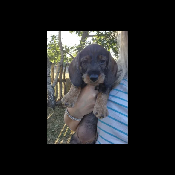 Dachshund (Standard &amp; Miniature) - Both