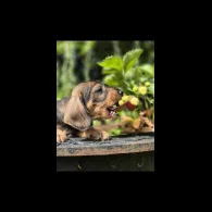 Dachshund (Standard &amp; Miniature) - Both